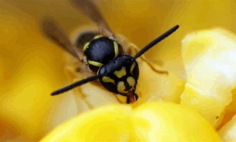 القدرات العلاجية لعسل الدبابير الغامض